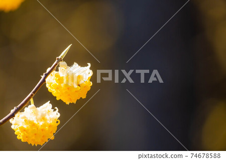 Mitsumata flower in full bloom [Aichi Prefecture] 74678588