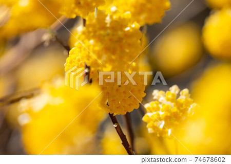 Mitsumata flower in full bloom [Aichi Prefecture] 74678602