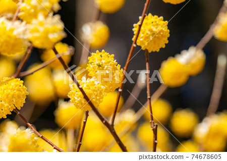 Mitsumata flower in full bloom [Aichi Prefecture] 74678605