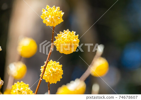 Mitsumata flower in full bloom [Aichi Prefecture] 74678607