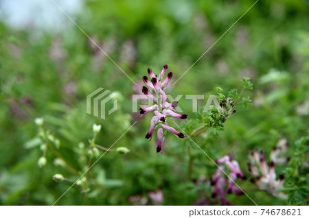 Murasakikeman花 Murasakikeman花 74678621