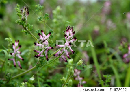 Murasakikeman花 Murasakikeman花 74678622
