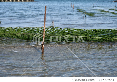 紫菜栽培鹿兒島灣 紫菜栽培鹿兒島灣 74678623