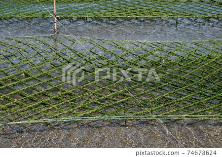 紫菜栽培鹿兒島灣 74678624