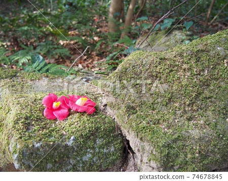 Camellia Camellia 74678845