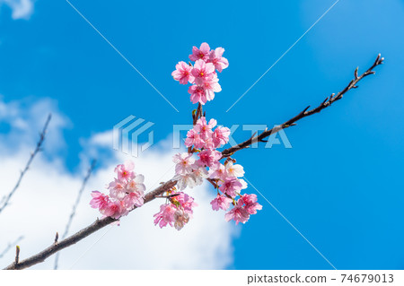 Hikanzakura 74679013