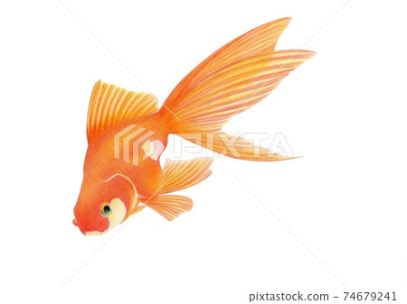 夏季傳統手繪紅金魚 74679241