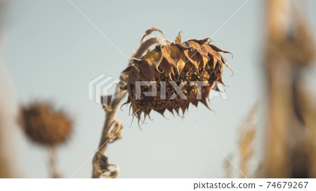 The dry field of sunflower. Dried sunflower field. Harvest sunflower seeds in autumn. The ripe sunflower field affected by drought. Harvest time. 74679267
