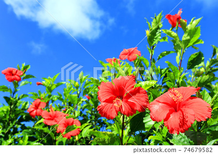 Okinawa's blue sky and red hibiscus 74679582