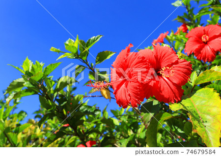 Okinawa's blue sky and red hibiscus Okinawa's blue sky and red hibiscus 74679584