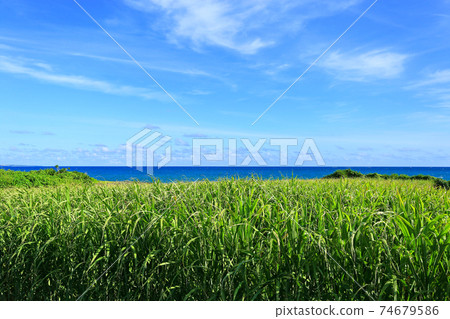 Okinawa Irabu Island scenery Sugar cane field by the sea 74679586