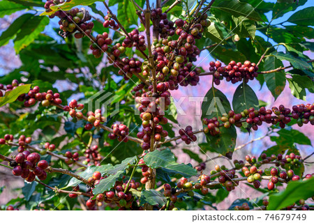 Coffee tree with ripe berries on farm at north of Thailand. Coffee tree with ripe berries on farm at north of Thailand. 74679749