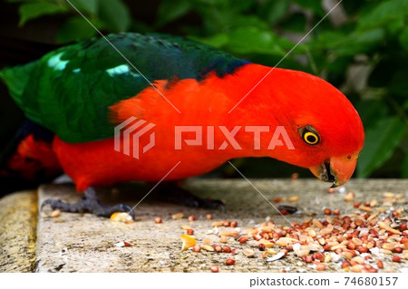 Hand feeding seeds to a male King Parrot Hand feeding seeds to a male King Parrot 74680157