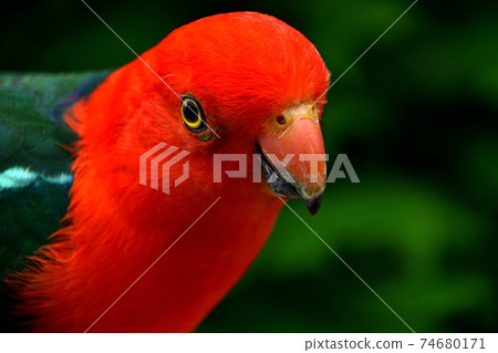Male King Parrot crunching on bird seeds 74680171