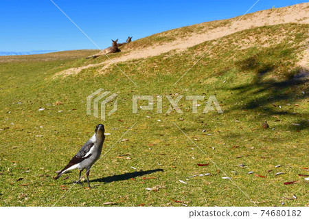 An angry magpie looking at the camera with kangaroos behind it An angry magpie looking at the camera with kangaroos behind it 74680182