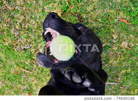 A black Labrador laying on his back, playing with a tennis ball 74680186
