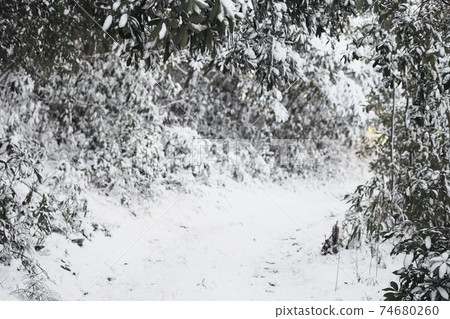 Image material of snow piled up in the forest with blurred back Image material of snow piled up in the forest with blurred back 74680260