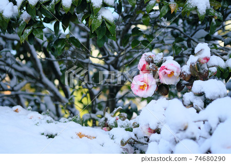可以抵抗雪的山茶花 可以抵抗雪的山茶花 74680290