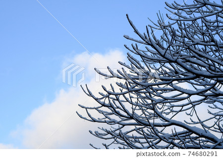 Blue sky in winter and branches with snow Blue sky in winter and branches with snow 74680291