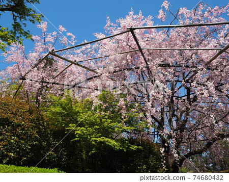 Spring at Kyoto Hanazonomyoshinji Taizoin Spring at Kyoto Hanazonomyoshinji Taizoin 74680482