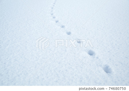 Equally spaced footprints on the white flat surface of fresh snow Equally spaced footprints on the white flat surface of fresh snow 74680750