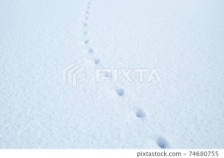 Equally spaced footprints on the white flat surface of fresh snow Equally spaced footprints on the white flat surface of fresh snow 74680755
