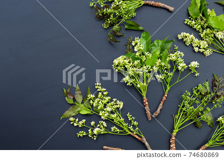 Neem leaves and flowers on dark background. Neem leaves and flowers on dark background. 74680869