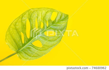 Monstera Adansonii leaves or Swiss cheese vine house plant 74680962