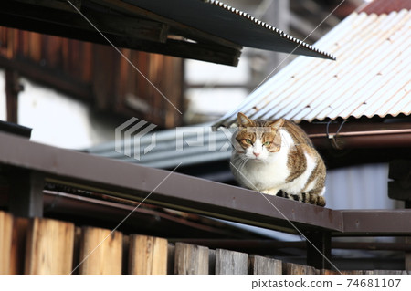 Heartwarming cat Heartwarming cat 74681107