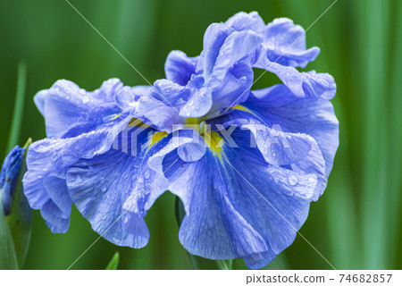 Flower irises between the stops of the rainy season 74682857