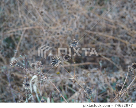 Devil's beetle seeded in winter fields 74682977