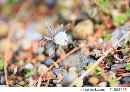 Setsubun herb flower Setsubun herb flower 74683065