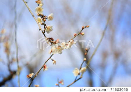 梅花南高 74683066