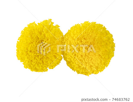 Yellow marigold. Isolated on a white background 74683762