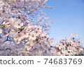 櫻花盛開 74683769