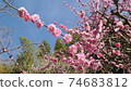 Plum blossom  74683812