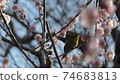 Mejiro plum blossom 74683813