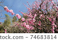 Plum blossom  74683814
