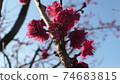 Plum blossom  74683815