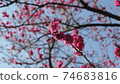 Plum blossom  74683816