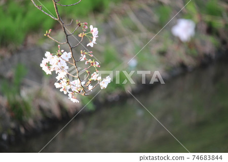 Spring cherry tree cherry tree 74683844