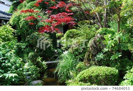 Fresh green old house garden Fresh green old house garden 74684053