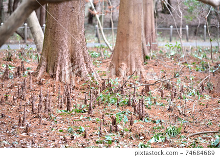 真岡市五十嵐公園禿柏的呼吸根 真岡市五十嵐公園禿柏的呼吸根 74684689