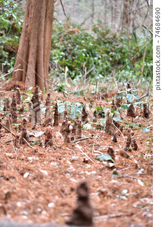 Breathing root of Bald cypress, Igashira Park, Moka City 74684690