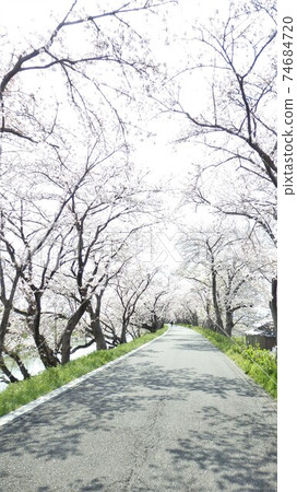 Row of cherry trees Row of cherry trees 74684720