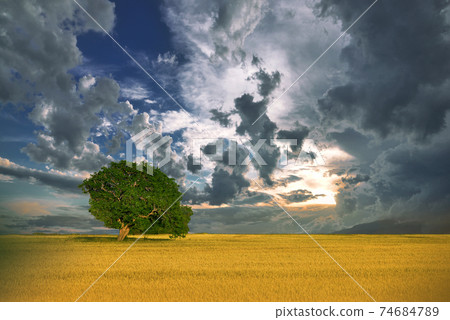 Incredibly beautiful Nature.Art photography.Fantasy design.Creative Rural Background.Amazing Colorful Landscape.Lonely tree.Relax.One tree and perfect grass field,beautiful cloudscape.Beautiful Blue. 74684789