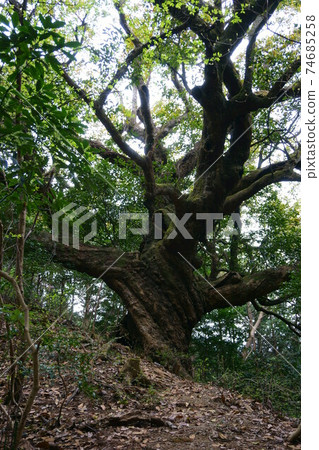 1667 姥 樫 74685258