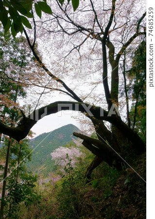 1666 Wild cherry tree on the Mukai ridge 74685259