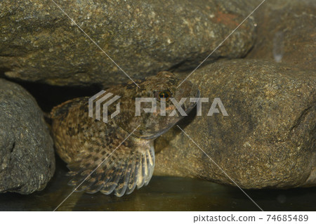 卡吉卡卡吉卡鰍 74685489