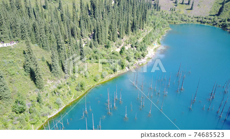 Coniferous trees rise from depths of mountain lake Coniferous trees rise from depths of mountain lake 74685523